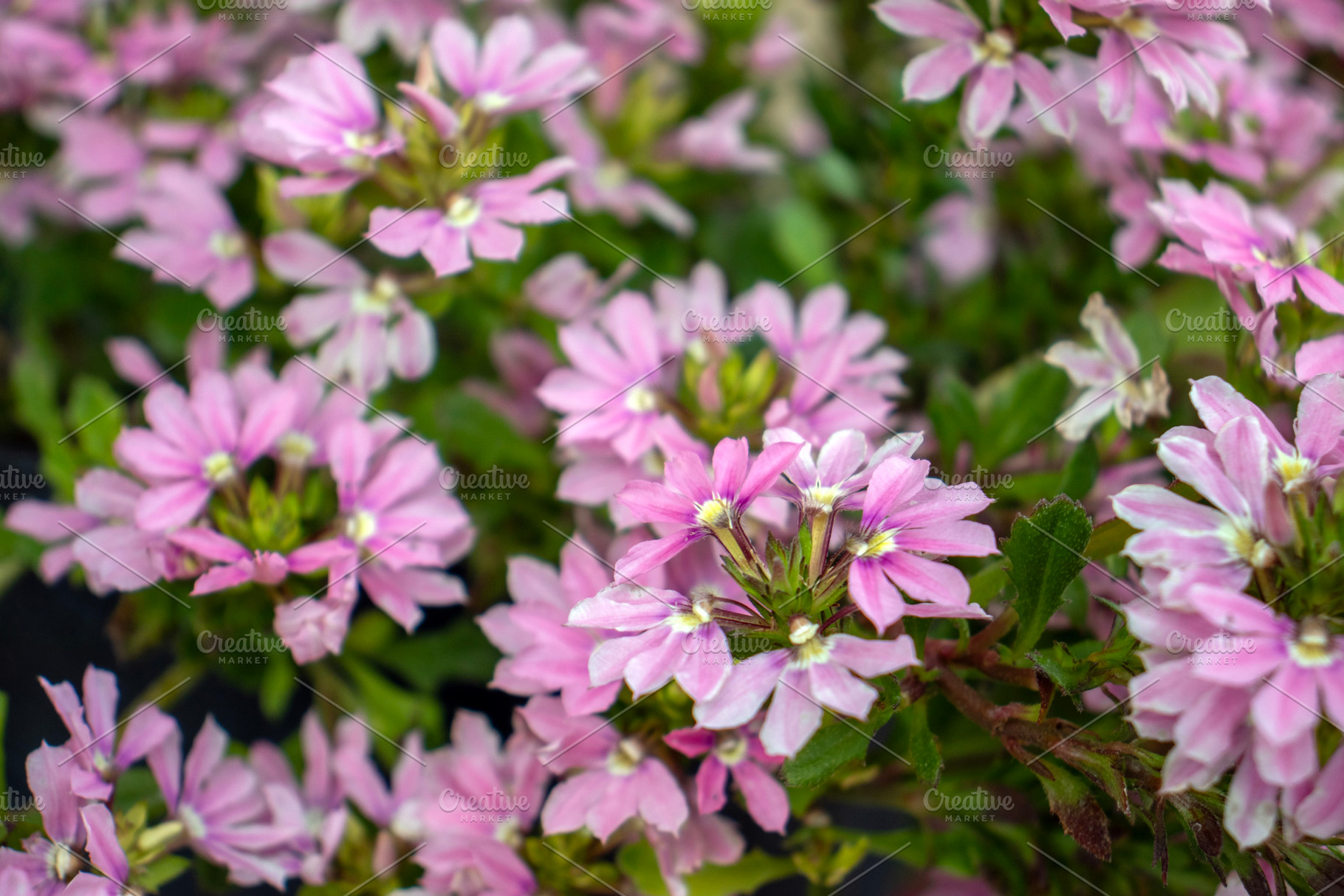 Scaevola, also known as the fan flow, a Nature Photo by Schreibikus