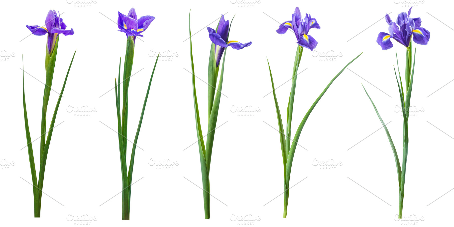 Spring iris flowers isolated featuring art, april, and background, a Nature Photo by firewings