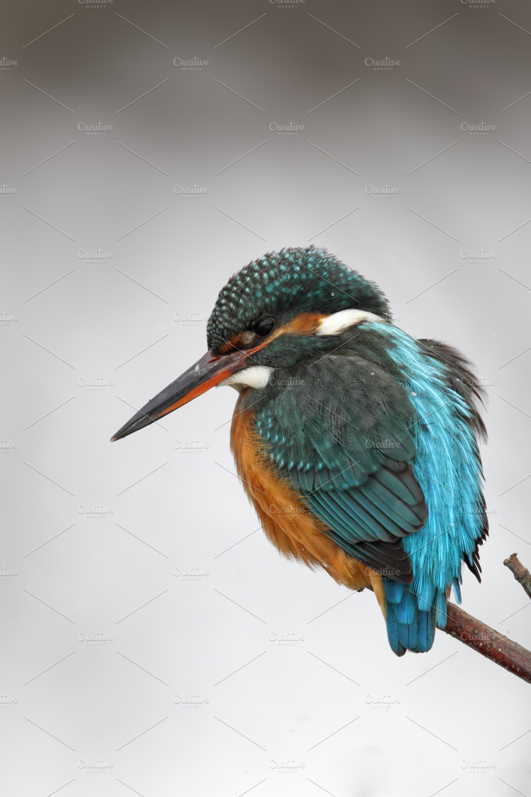 Common kingfisher alcedo atthis containing alcedo atthis, wildlife, and winter, an Animal Photo by DirkR
