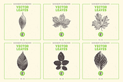 VECTOR LEAVES HAND DRAWN BUNDLE v20, a Decorative Illustration by pawellpi (Thumbnail 3 of 7)