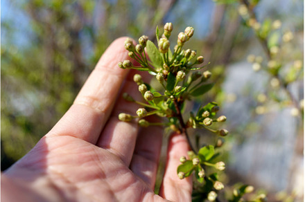 First blossoming leaves in spring, a Nature Photo by darksoul72