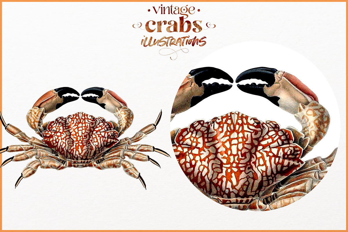 Vintage Crab illustrations, an Animal Illustration by Natalka Dmitrova art (Photo 10 of 12)