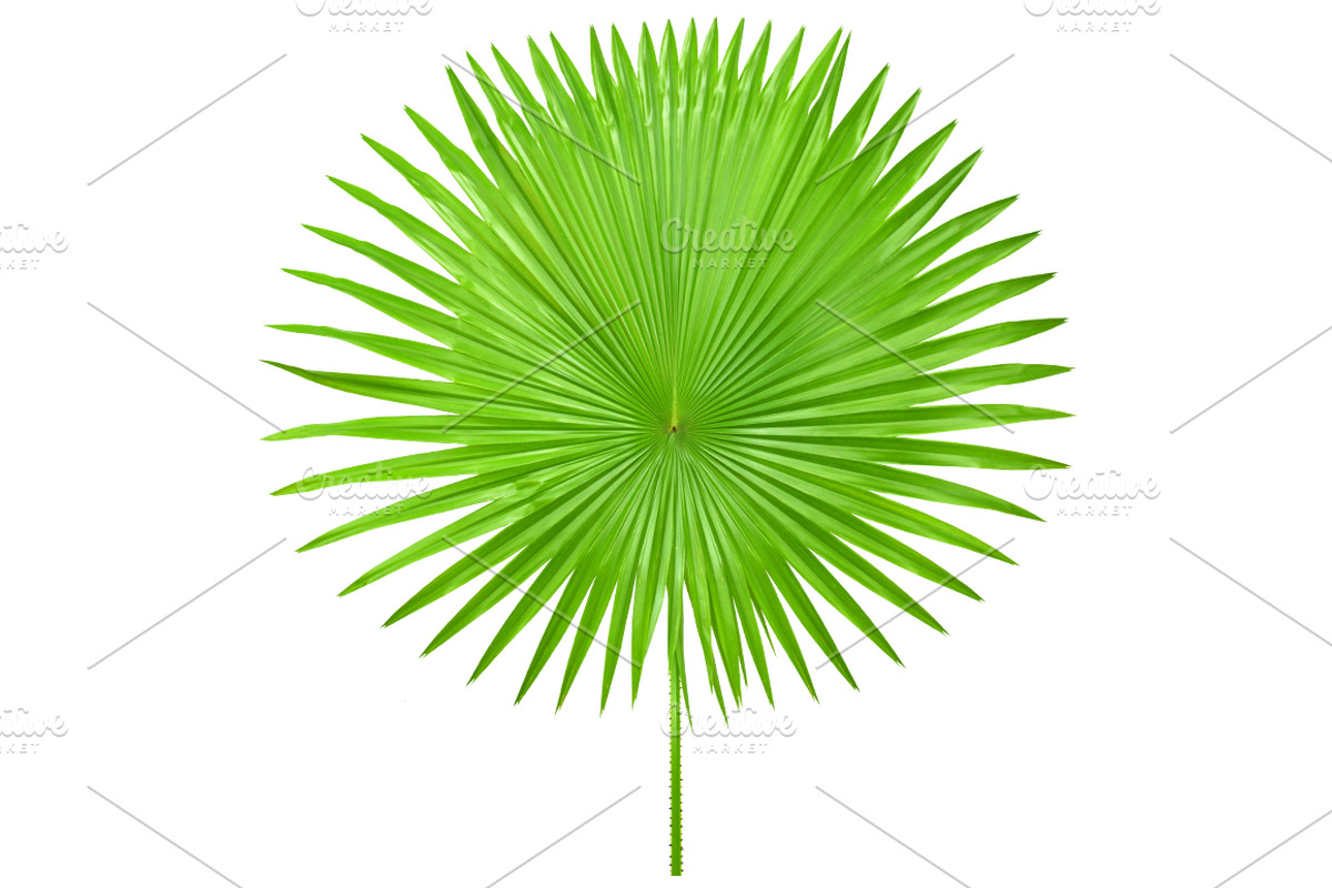 Palm Leaves Isolated, an Object Graphic by pixelworkz (Photo 2 of 7)