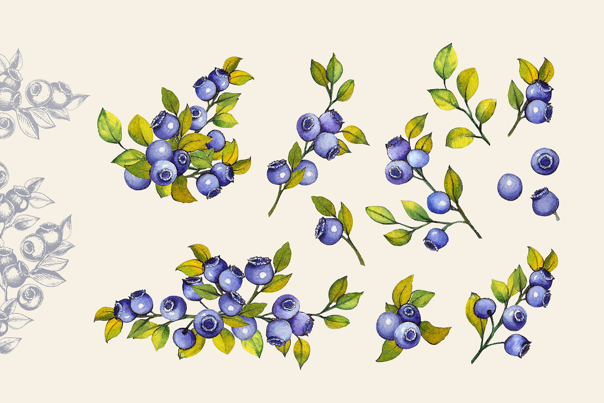Berries, a Food Illustration by Jeanna Draw (Photo 4 of 12)