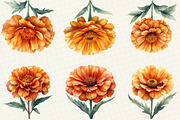 Marigold Flower Bloom Clipart, an Illustration by OK Design (Thumbnail 3 of 5)