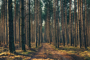 Forest light
