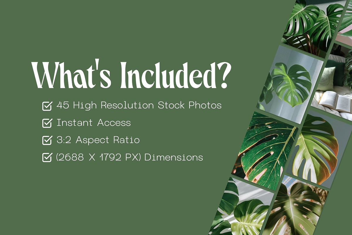 45 Aesthetic Monstera Plant Photos, a Nature Photo by Incomelion (Photo 4 of 12)