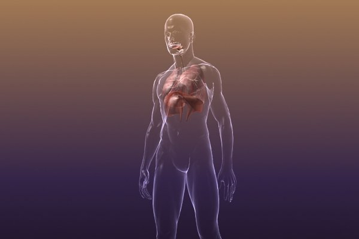 Respiratory System Lungs Body, a Characters & Person 3D Model by VisualCG (Photo 5 of 5)