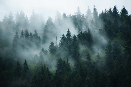 Misty mountain landscape containing forest, fog, and travel, a Nature Photo by Nature and travel