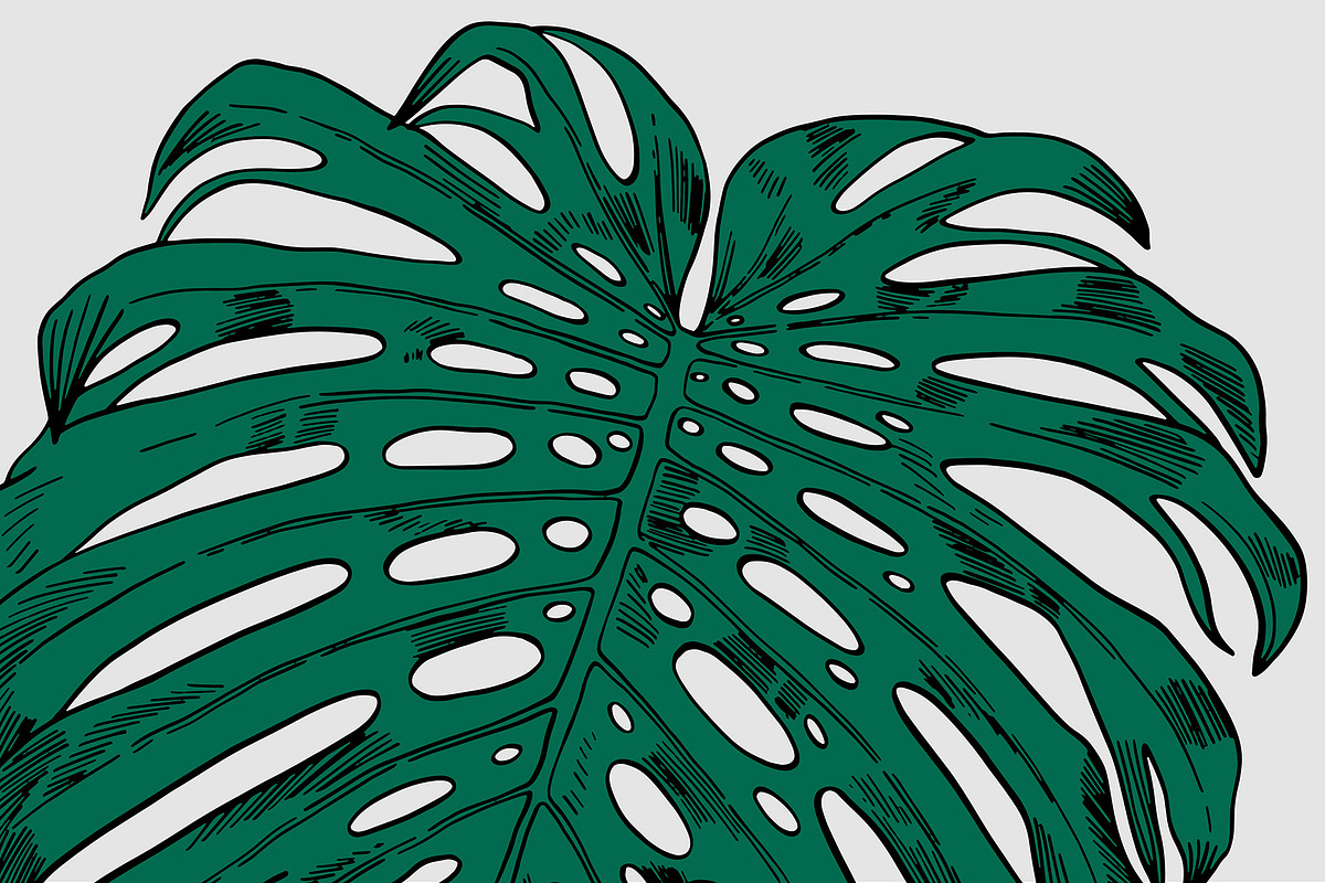 Green MONSTERA Leaves, an Illustration by Tanya Akhmett (Photo 3 of 8)