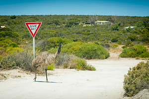 Emu Give Way Sign, an Animal Photo by THP Creative