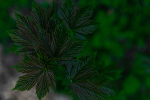 Close-up of dark green textured leaves with natural light and bl, a Nature Photo by Ales Munt