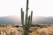 Sunrise cactus in the desert, a Nature Photo by remi + tori (Thumbnail 2 of 2)