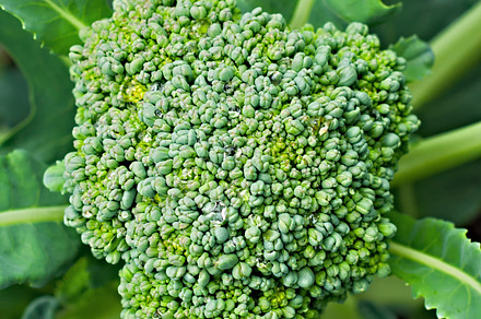 Moldova Grapes preview 6