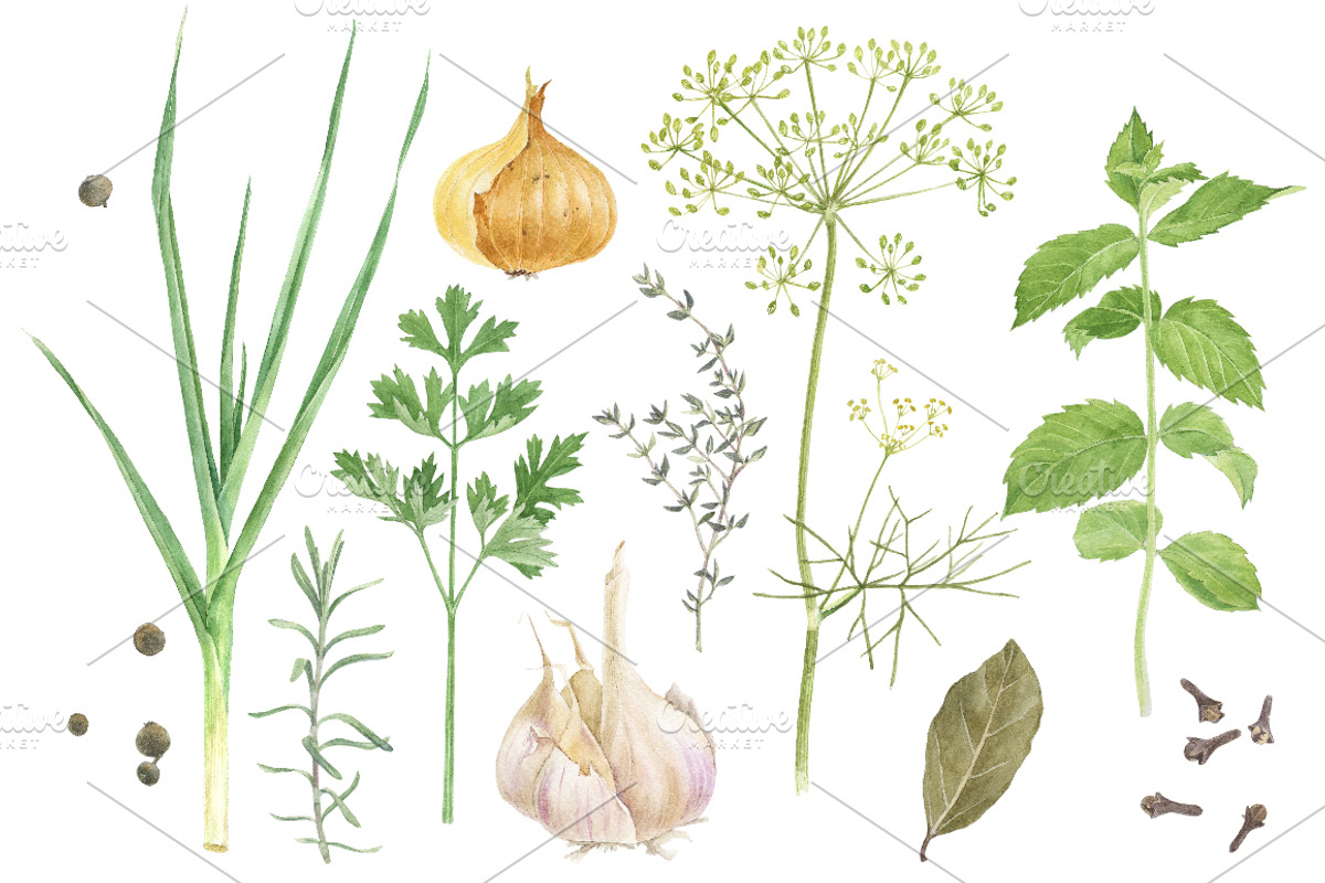 Herbs and spices watercolors, a Healthcare Illustration by handsketched (Photo 2 of 6)