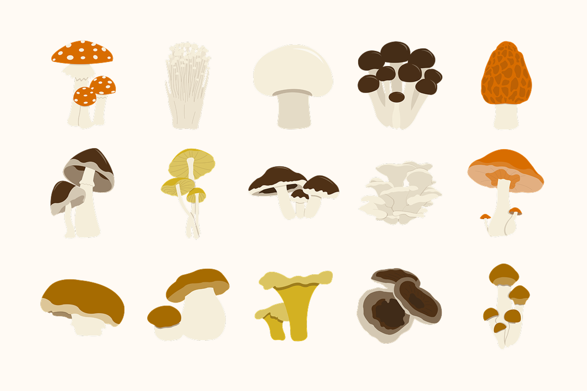 Wild Mushroom Illustration, an Object Illustration by Loin Studio (Photo 3 of 3)