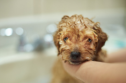 Portrait of cute poodle puppy, an Animal Photo by PixieMe