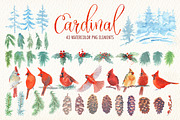 Cardinal bird watercolor clipart set, an Illustration by Art & Things (Thumbnail 6 of 6)