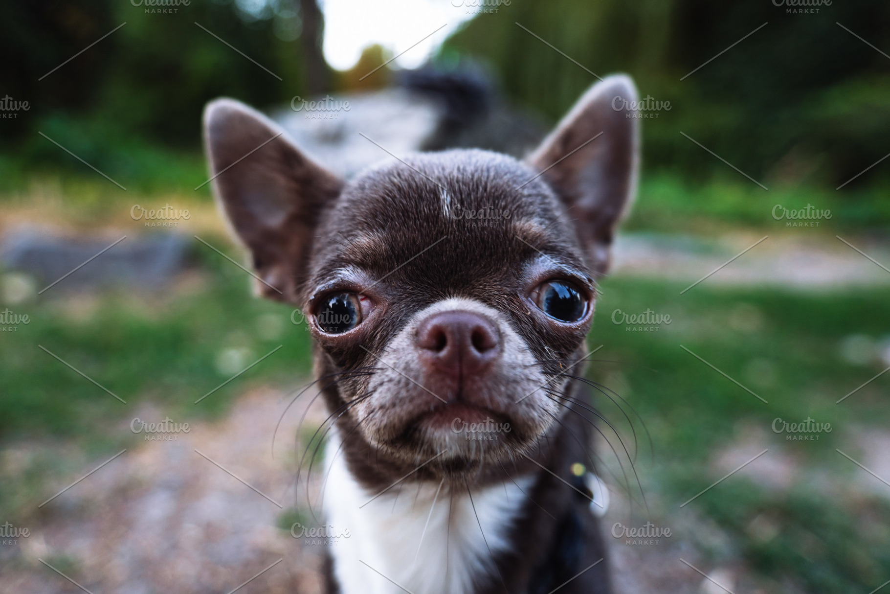 Close Up Portrait of Short Haired Chihuahua Outdoors, an Animal Photo by Red Hot Chili Pepper Shop