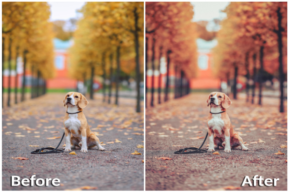 20 Lightroom Presets Autumn part 1, a Preset Add-On by PerfectStudioPresets (Photo 6 of 10)