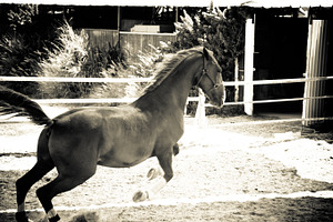 Horse and ranch no3 stock photo