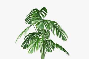 Monstera 05