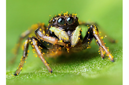 A macro image of a Jumping Spider -, an Animal Photo by Lukas Jonaitis SHOP