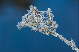 Plant covered in frosty ice crystals, a Nature Photo by Lukas Jonaitis SHOP