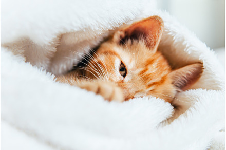 Cute ginger kitten looks at camera, an Animal Photo by MAnuta