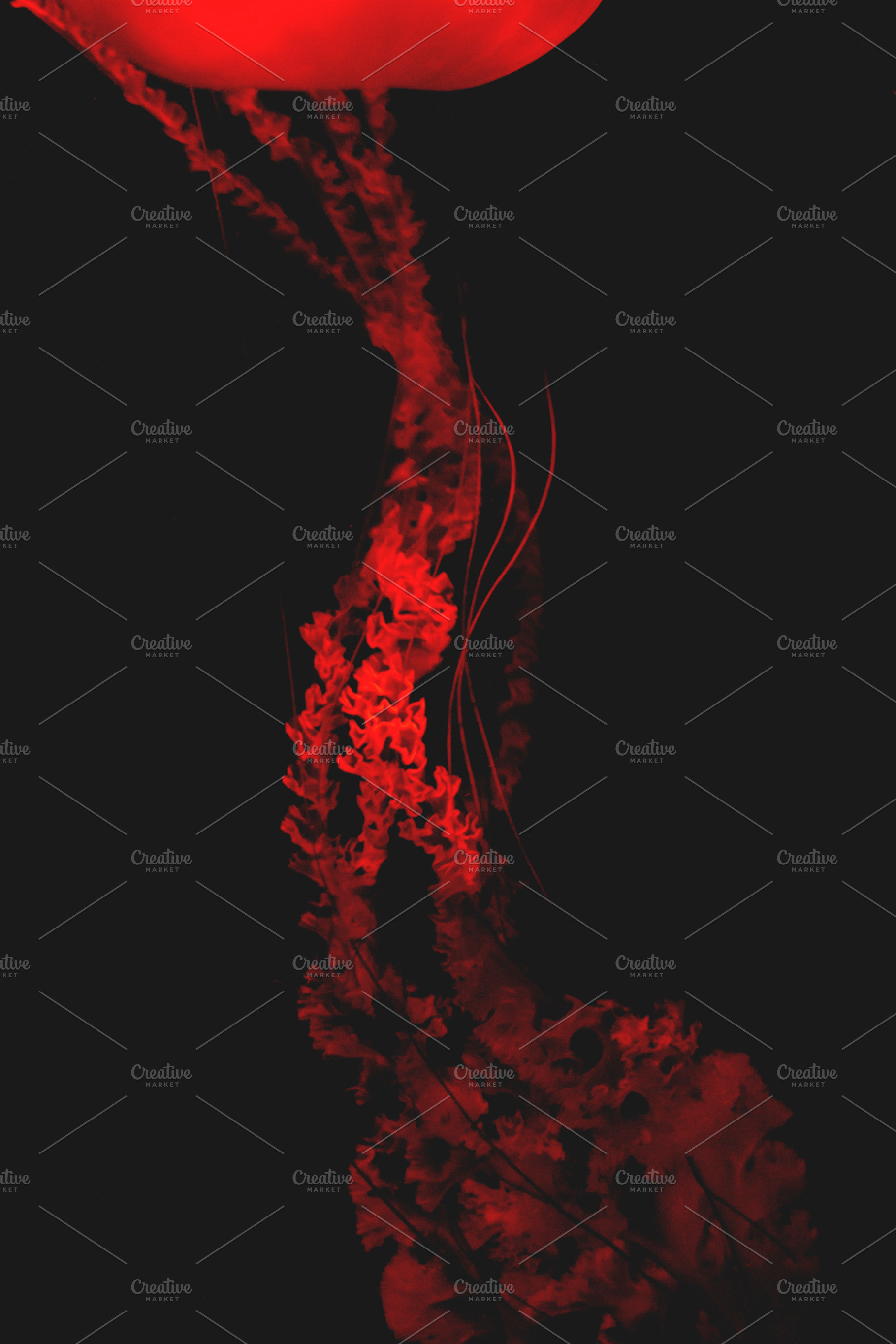 Blood red jellyfish featuring blood, red, and jellyfish