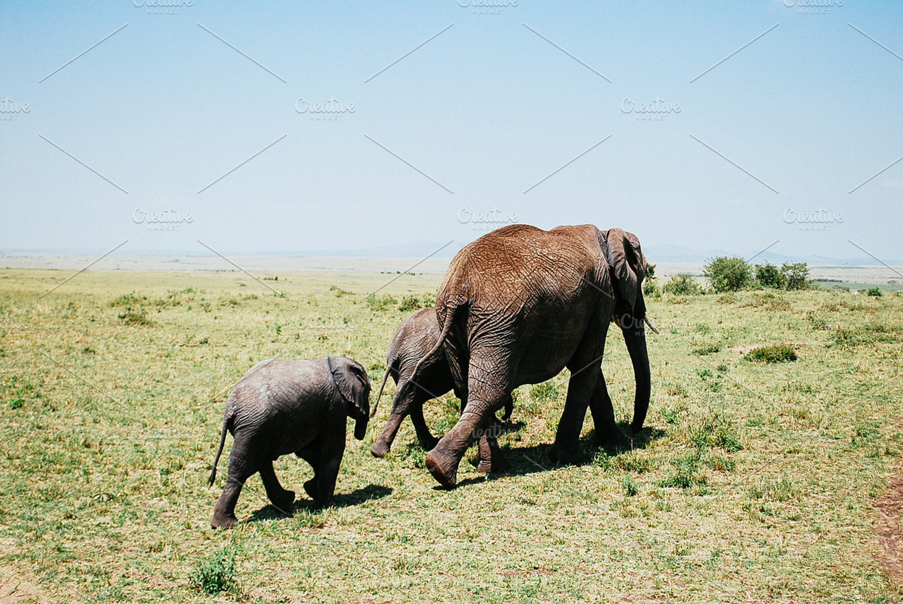 Elephant family on a walk in kenya featuring savanah, savanna, and elephant, an Animal Photo by julia.karpacheva