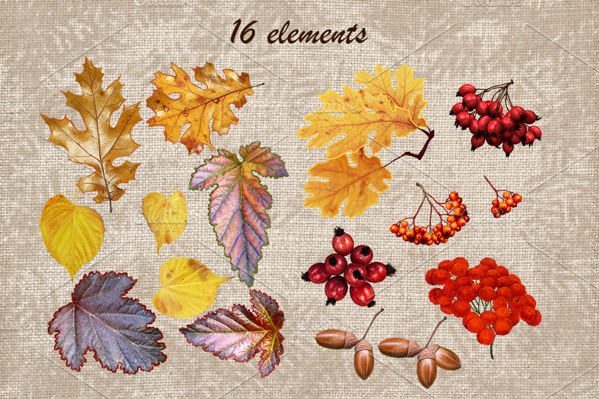 Autumn leaves and berries, a Decorative Illustration by SokolovaSv (Photo 3 of 4)