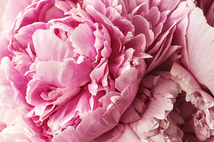 Pretty Pink Peonies