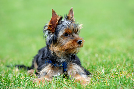 Dog containing animal, dog, and pet, an Animal Photo by Byrdyak