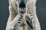 236 surprised animals, an Animal Photo by Handmadefont (Thumbnail 132 of 241)