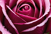 Velvet Rose Collection, a Photo by ETARA by Mea Hau (Thumbnail 4 of 5)