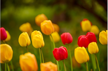 Yellow and red flowers, a Nature Photo by Nature and travel