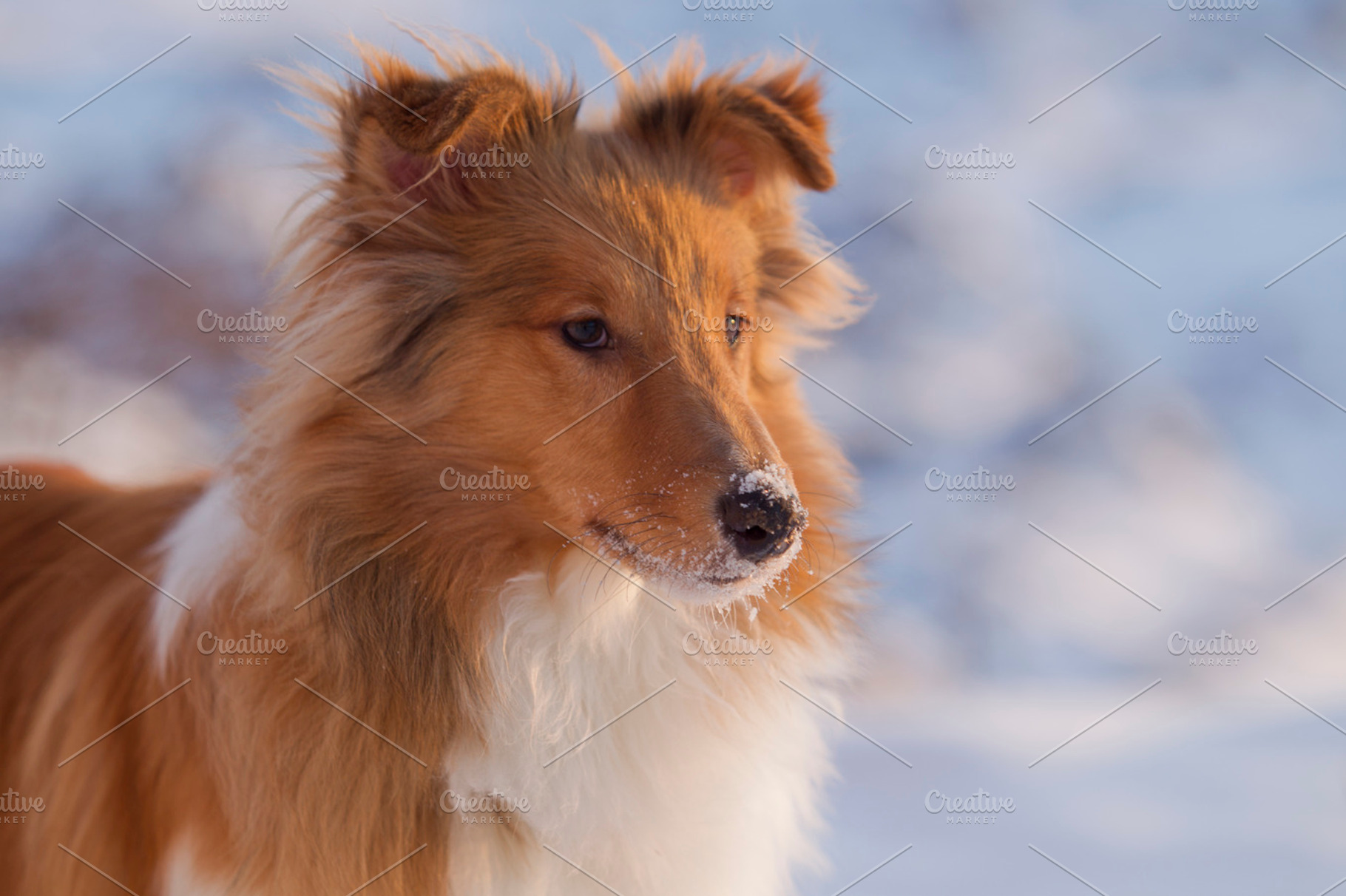 Dog In Winter Containing Dog Snow And Winter