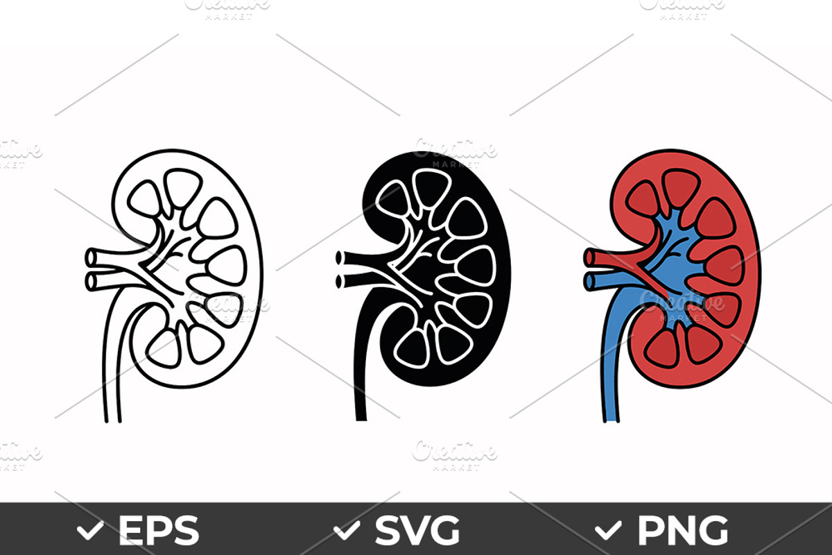 Human Kidney Vector Icon Set, an Object Graphic by Artonix (Photo 1 of 3)