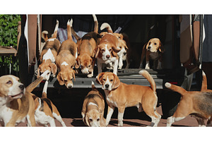 Pack of beagle dogs exiting car, an Animal Photo by Goinyk
