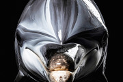 Elegant dolphin close portrait with smooth reflective skin textu, an Animal Photo by GoodGoods (Thumbnail 1 of 2)