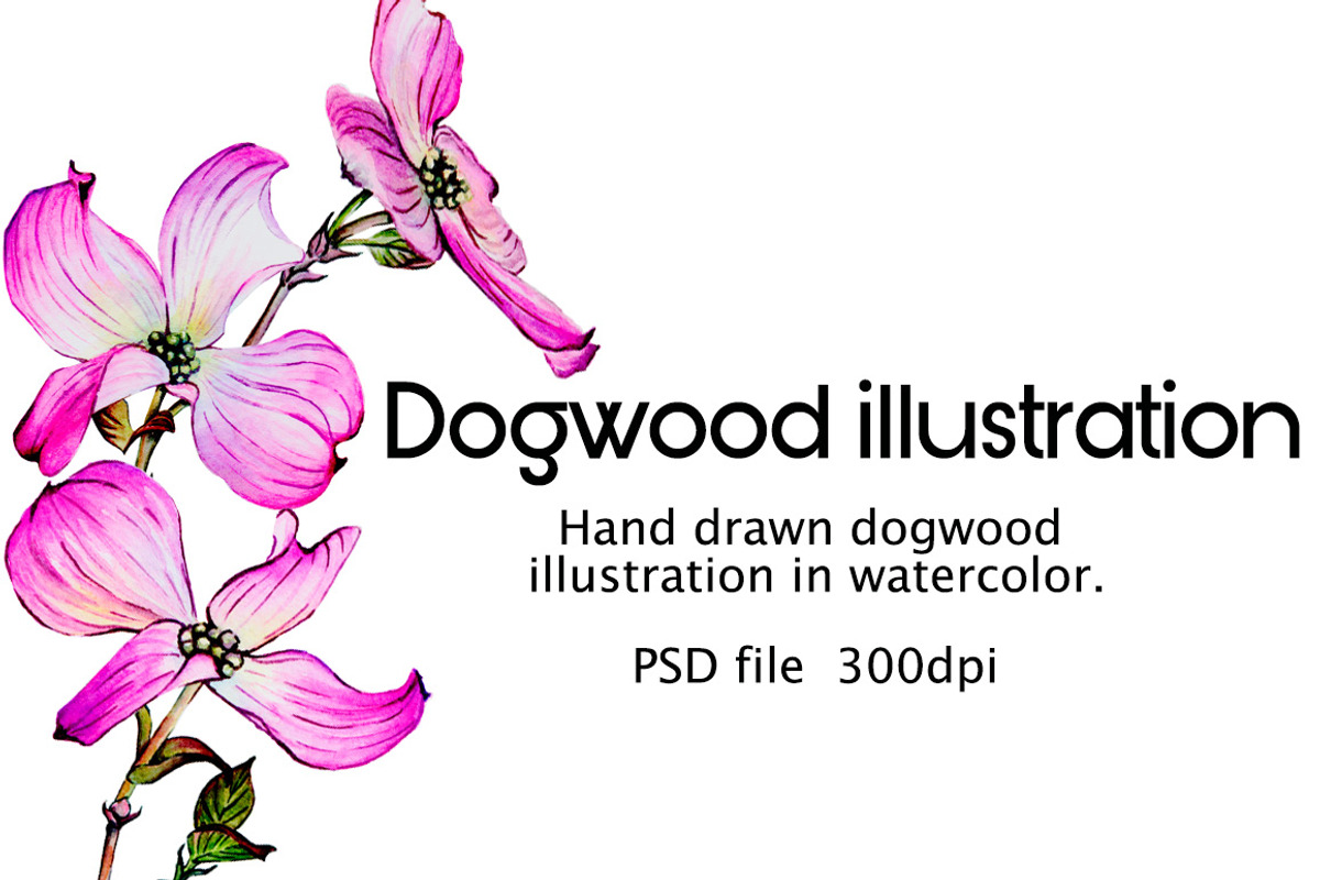 Watercolor dogwood illustrations, a Decorative Illustration by Verlena's Corner (Photo 1 of 2)