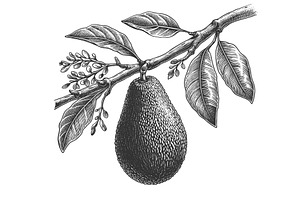 Avocado On Branch With Leaves