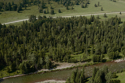 Deep forest and river in valley of Altai, a Nature Photo by TravelFlow