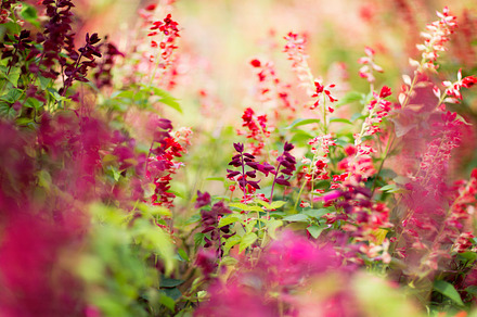 Burgundy and Red Wildflowers