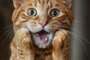 236 surprised animals, an Animal Photo by Handmadefont (Thumbnail 36 of 241)