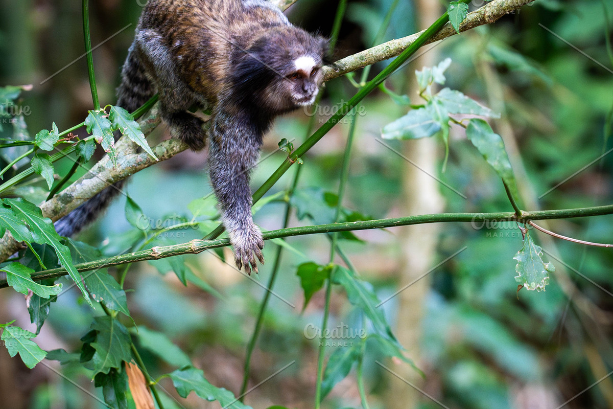 Brazilian Marmoset in the Forest, an Animal Photo by HiLine (Photo 3 of 11)