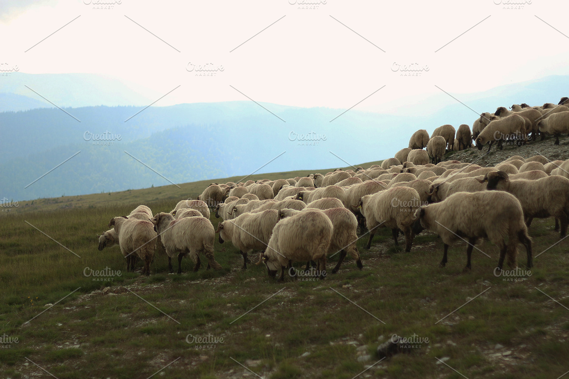 Sheep containing sheep, animals, and nature, an Animal Photo by Pixelglow Images