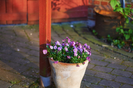 Pansies, a Photo by Peopleimages.com