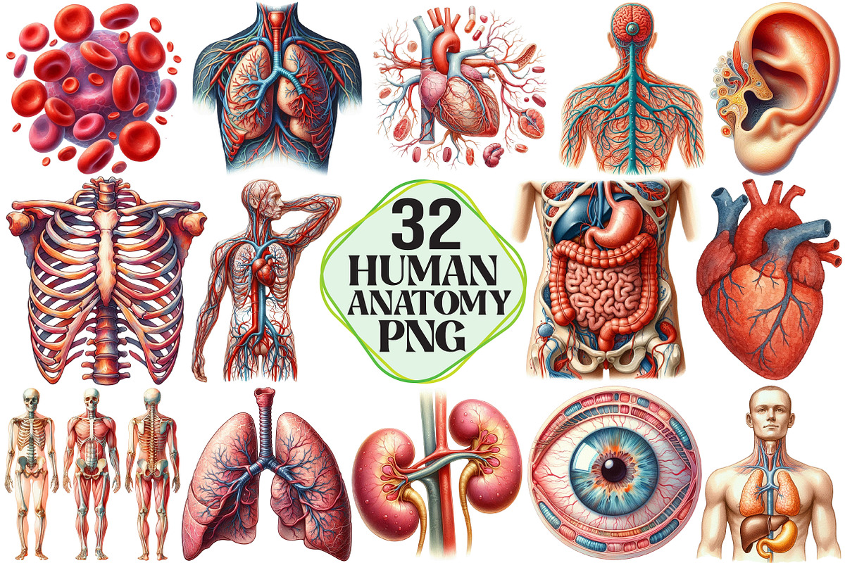 Human Anatomy, Medical Clipart, an Illustration by Pixels.Craft (Photo 1 of 7)